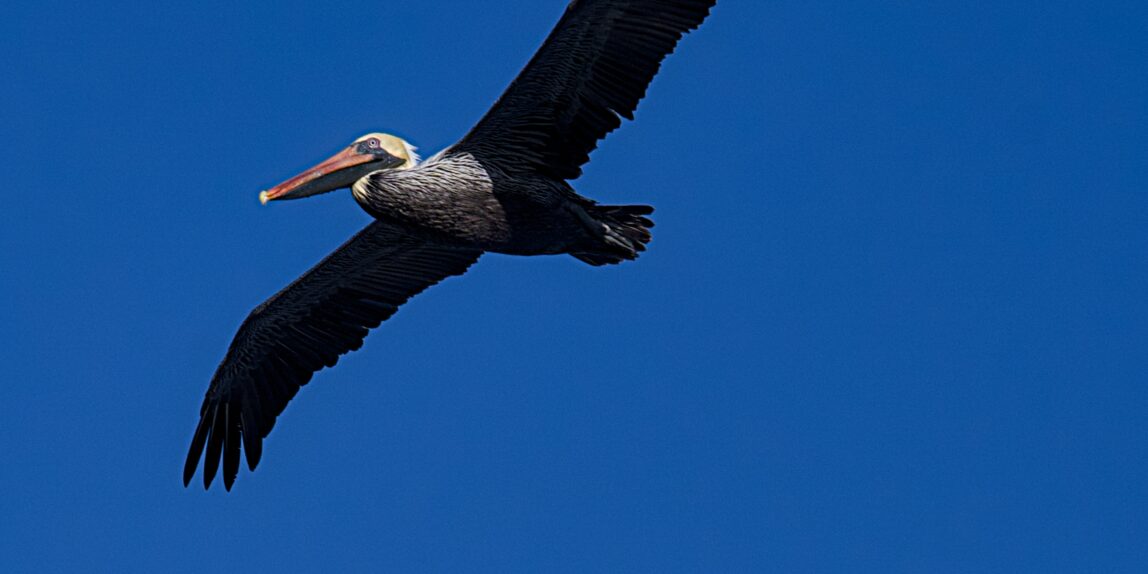 Brown Pelican Soaring